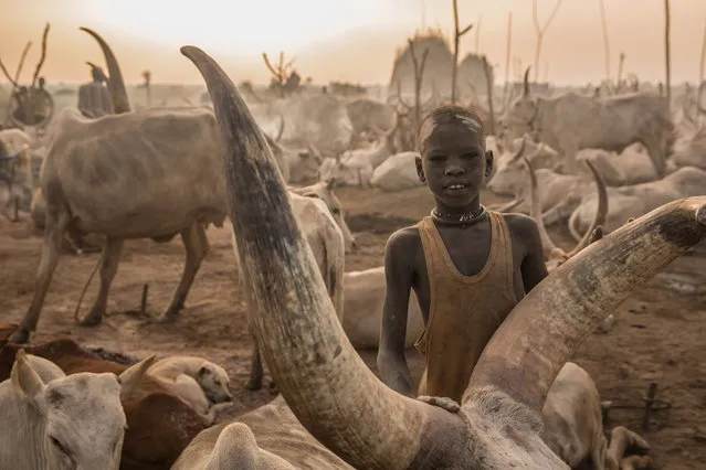 A Sudanese boy from Dinka tribe poses next to his cow at their cattle camp in Mingkaman, Lakes State, South Sudan, on March 3, 2018. During South Sudan’s dry season between December and May, pastoralists from the highlands move to the lowlands and close to the Nile, where they set up big cattle camps to make sure their animals are close to grazing land. (Photo by  Stefanie Glinski/AFP Photo)