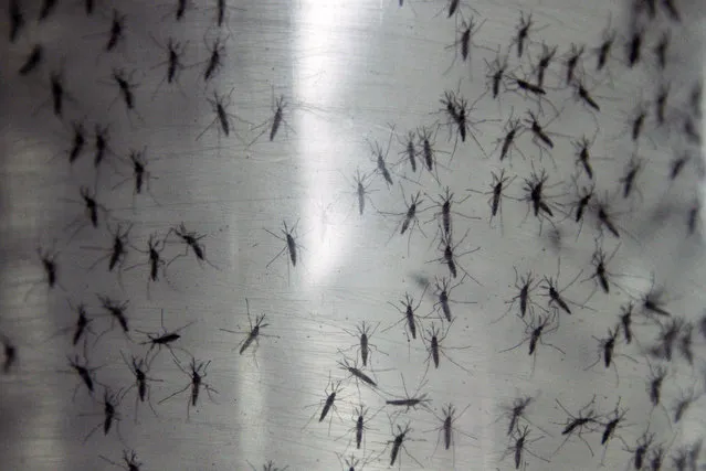 In this September 25, 2014 file photo, containers hold genetically modified aedes aegypti mosquitoes before being released in Panama City. They are bing released to combat and control populations of mosquitoes that transmit dengue. (Photo by Arnulfo Franco/AP Photo)
