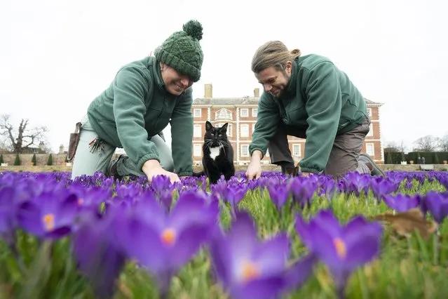 Gardeners Janette Slack-Smith (left) and Josh Woodhams, with the help of Lord Roscoe the cat, attend to the crocuses on the lawns at the National Trust's 17th-century Ham House and Garden in Richmond, London on Monday, March 6, 2023. In recent years more than 500,000 bulbs have been planted to create a spectacle for visitors and to attract bees, butterflies and other pollinating insects. (Photo by Kirsty O'Connor/PA Images via Getty Images)