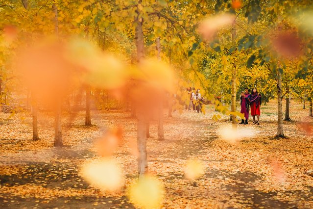 Tourists enjoy the autumn scenery in the Changchun Botanical Garden in Changchun, northeast China's Jilin Province, October 12, 2025. (Photo by Xinhua News Agency/Rex Features/Shutterstock)