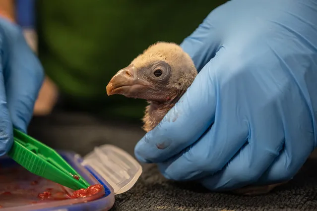 Undated handout photo issued by the Zoological Society of London of a 6 day old Rupell's griffon vulture chick. Zookeepers at London Zoo have celebrated the “brilliant” arrival of a critically endangered vulture chick named Egbert – the first vulture to hatch at the site in over 40 years. The fluffy grey vulture chick weighed in at 115 grams when it hatched – the same weight as a bar of soap – as the birth was captured on camera. Issue date: Thursday March 30, 2023. (Photo by ZSL/PA Wire Press Association)