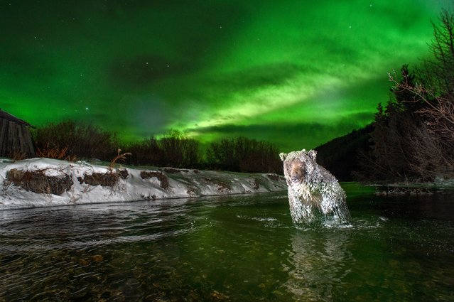 A grizzly bear fishes for salmon under the Northern Lights in Klukshu, Yukon, in the north of Canada on March 3, 2025. The bear makes use of the darkness because the salmon can't see well enough to swim away. (Photo by Peter Mather/Solent News & Photo Agency)