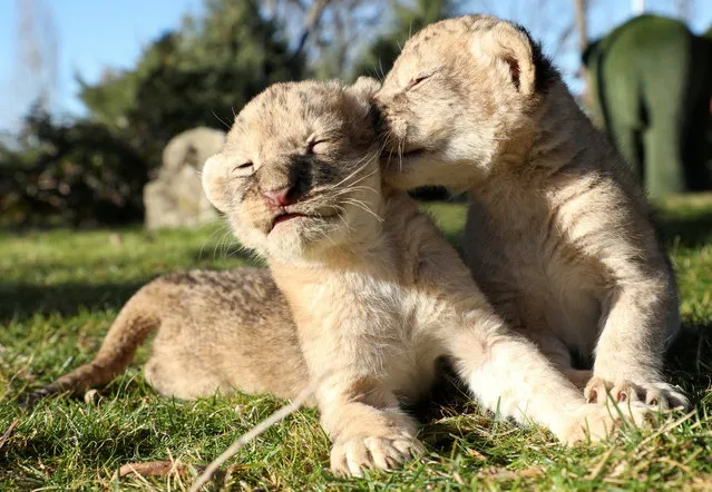 Five-day-old lion cubs rest on the ground at Taigan safari park in Belogorsk, Crimea on January 3, 2021. (Photo by Alexey Pavlishak/Reuters)