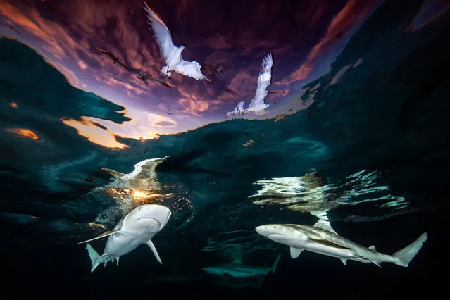 Underwater photographer of the year 2021 and wide angle category winner. Sharks’ Skylight by Renee Capozzola (US), taken near shore of island of Mo’orea, French Polynesia. (Photo by Renee Capozzola/Underwater Photographer of the Year 2021)