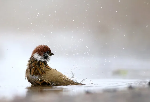 A sparrow washes itself in a puddle in the village of Vits, Belarus November 8, 2016. (Photo by Vasily Fedosenko/Reuters)