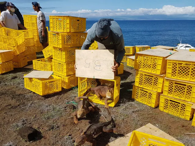 A handout photo made available by Galapagos National Park shows the reinsertion of 461 land iguanas on Santiago Island, Galapagos, 13 February 2021. Technicians from the Galapagos National Park reinserted 461 land iguanas on Santiago Island from another island in the Ecuadorian archipelago in order to return these reptiles to a habitat from which they had become extinct. (Photo by Galapagos National Park/EPA/EFE)