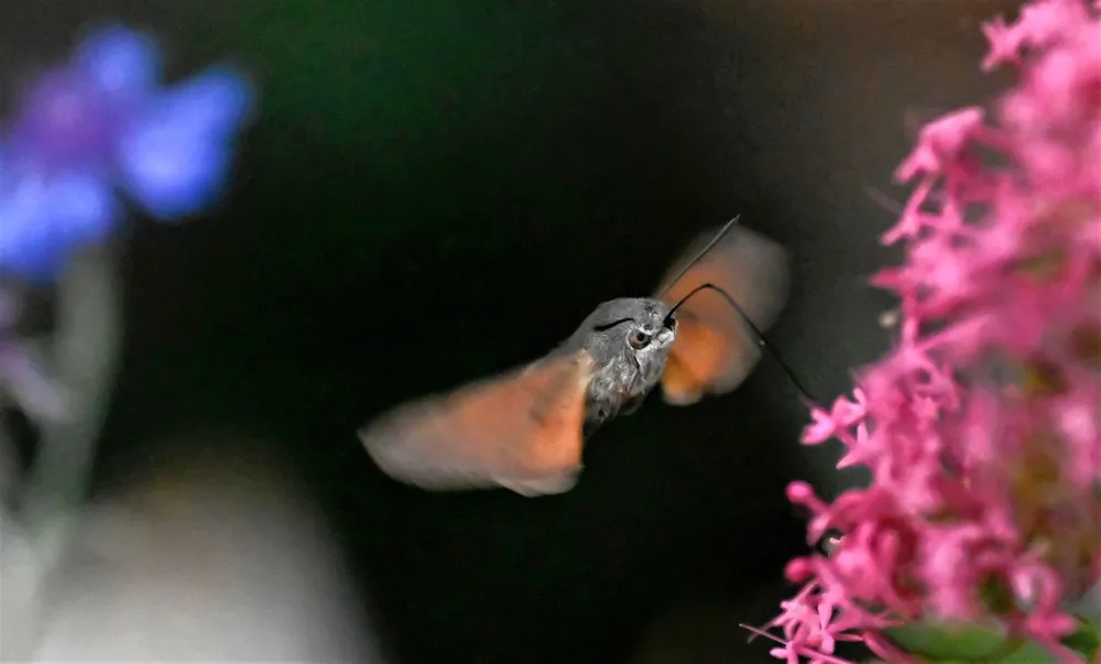 Some Photos: Insects