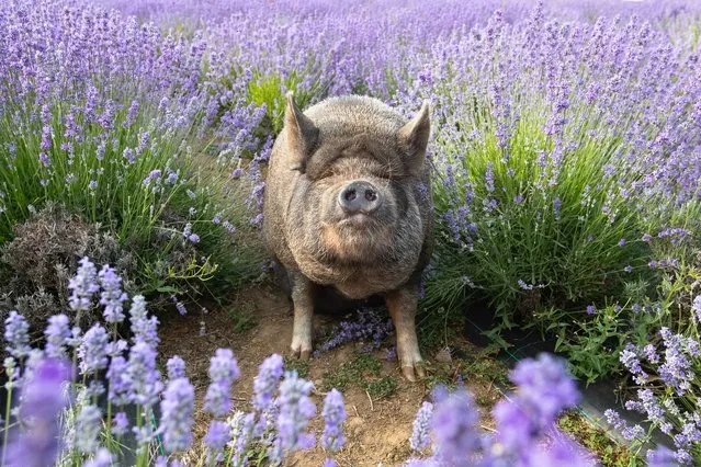 Adorable 1-year-old micro pig George from Gower Fresh Christmas Tree's Farm in Swansea, Wales, United Kingdom on June 26, 2023 enjoys a quiet evening stroll through the beautiful lavender field where he lives. (Photo by Joann Randles/Cover Images)