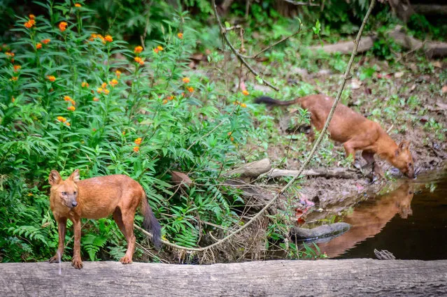 This photograph taken on March 23, 2021 shows two dholes (Asiatic wild dog) in Khao Yai National Park, some 130 kilometers north of Bangkok. (Photo by Mladen Antonov/AFP Photo)