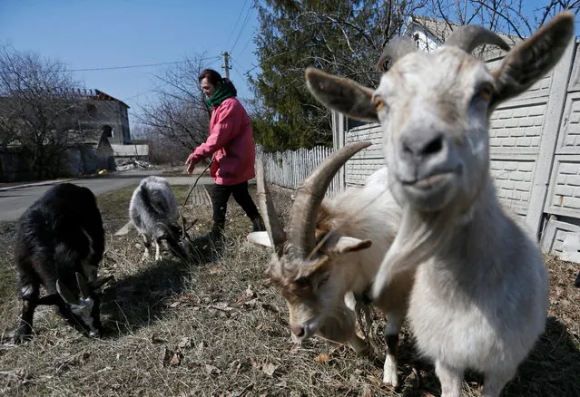 Local resident Angela, 54, grazes goats near her house in the rebel-controlled city of Donetsk, Ukraine on March 31, 2021. (Photo by Alexander Ermochenko/Reuters)