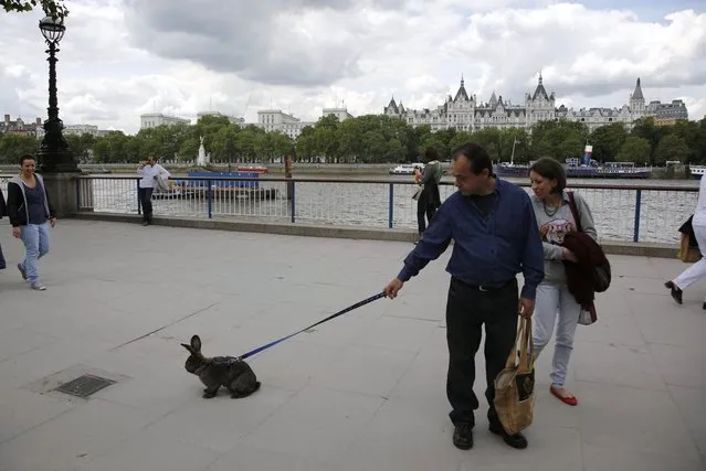 A couple take their pet rabbit for a walk on the South Bank of the Thames river in London July 21, 2012. (Photo by Chris Helgren/Reuters)