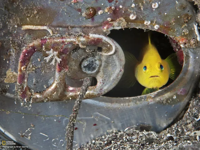 Scattered marine debris along the floor of Suruga Bay in Japan poses a range of threats to this yellow goby and other marine life – toxic substances often leach into the surrounding water, and large pieces of debris can create choking hazards. (Photo by Brian Skerry)
