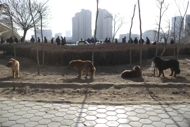 Dogs wait to be sold at a street pet dog market in Lanzhou, Gansu province, February 15, 2015. (Photo by Aly Song/Reuters)
