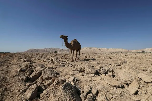 A camel stands over dry soil in a desert area near the Palestinian city of Jericho on August 31, 2023. (Photo by Hazem Bader/AFP Photo)