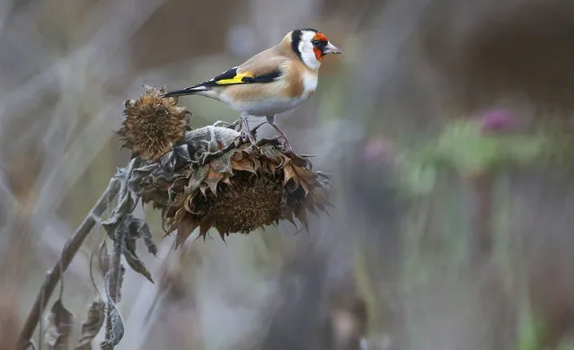 A goldfinch (Carduelis carduelis) rests on a withered sunflower in Langenenslingen, southern Germany on November 5, 2018. (Photo by Thomas Warnack/AFP Photo)