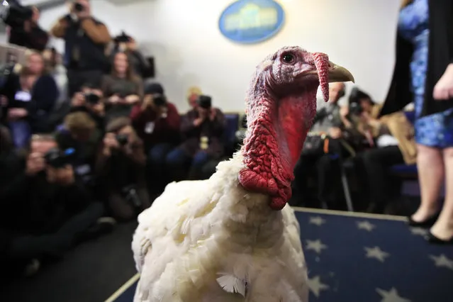 A live turkey is brought into the James S. Brady Press Briefing Room before the media at the White House, Tuesday, November 20, 2018. (Photo by Manuel Balce Ceneta/AP Photo)