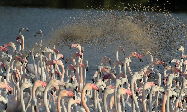 Migrating pink flamingos react as foods is given to them at a lake in the United Arab Emirate of Dubai on November 28, 2018. (Photo by Karim Sahib/AFP Photo)