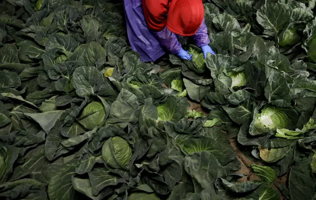 Farmworker Elias Solis, of Mexicali, Mexico, picks cabbage before dawn in a field outside of Calexico, Calif., on March 6, 2018. For decades, cross-border commuters have picked lettuce, carrots, broccoli, onions, cauliflower and other vegetables that make California's Imperial Valley “America's Salad Bowl” from December through March. (Photo by Gregory Bull/AP Photo)