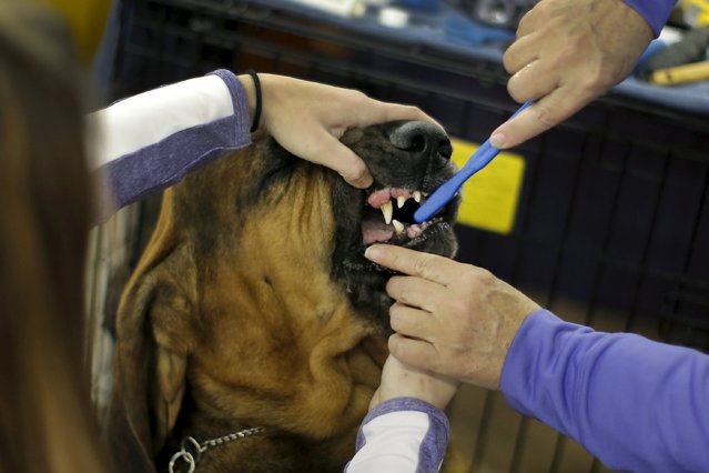 Sebastian, a Bloodhound from Colorado has his teeth brushed before judging at the 2016 Westminster Kennel Club Dog Show in the Manhattan borough of New York City, February 15, 2016. (Photo by Mike Segar/Reuters)