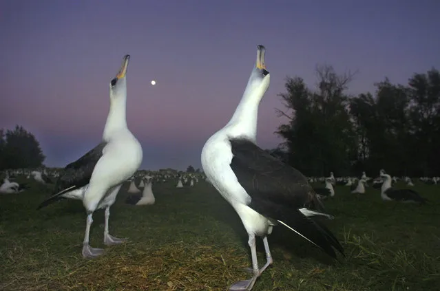 In this December 13, 2005 file photo, two Laysan albatross do a mating dance on Midway Atoll in the Northwestern Hawaiian Islands. The Battle of Midway was a major turning point in World War II's Pacific theater. But the remote atoll where thousands died is now a delicate sanctuary for millions of seabirds, and a new battle is pitting preservation of its vaunted military history against the protection of its wildlife. Midway, now home to the largest colony of Laysan albatross on Earth, is on the northern edge of the recently expanded Papahanaumokuakea Marine National Monument, now the world's biggest oceanic preserve. (Photo by Lucy Pemoni/AP Photo)
