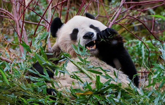 Yang Guang, one of the giant pandas at Edinburgh Zoo, eats bamboo stalks in its enclosure, in Edinburgh, Britain on November 29, 2023. (Photo by Lesley Martin/Reuters)