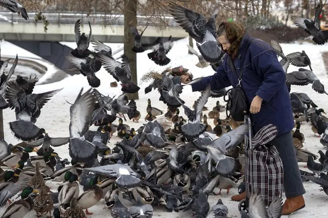 A woman feeds pigeons and ducks on the snow-covered banks of the Neris river in Vilnius, Lithuania, Tuesday, December 5, 2023. Snow continued to fall across the country, as temperatures dropped to -3 degree Celsius, 26,6 Fahrenheit. (Photo by Mindaugas Kulbis/AP Photo)