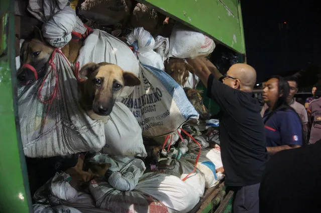This picture taken on January 6, 2024 shows activists from Animals Hope Shelter Indonesia checking a truck containing hundreds of dogs intended for consumption after it was seized by police in Semarang. Indonesian police have intercepted a truck carrying more than 200 dogs shackled and bound for the slaughterhouse, authorities said, in the latest victory for activists who oppose eating dog meat. (Photo by Daffa Ramya Kanzuddin/AFP Photo)