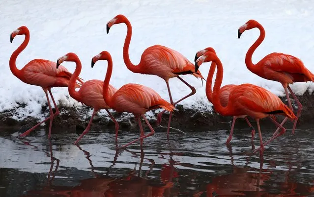 American Flamingos are pictured in a pond surrounded by snow at the Pairi Daiza zoo in Brugelette, Belgium on January 18, 2024. (Photo by Yves Herman/Reuters)