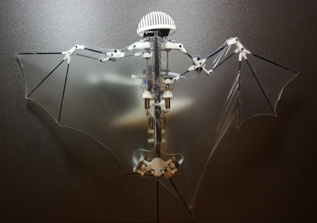 This photo provided by Alireza Ramezani, University of Illinois, shows a Bat Bot, a three-ounce flying robot that they say can be more agile at getting into treacherous places than standard drones. Because it mimics the unique and more flexible way bats fly, this new robot prototype can do a better and safer job getting into disaster sites and scoping out construction zones than those bulky drones with spinning rotors, said the three authors of a study released Wednesday, February 1, 2017, in the journal Science Robotics. (Photo by Alireza Ramezani/University of Illinois via AP)
