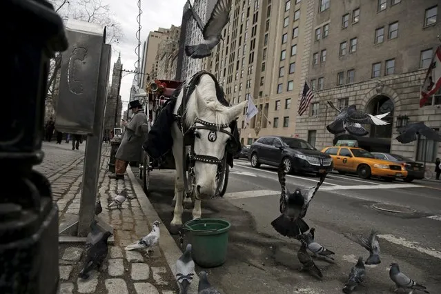 A driver and horse await customers on 59th St. adjacent to Central Park in the Manhattan borough in New York, February 4, 2016. A plan to rein in New York City's horse-drawn carriages, a long-time Central Park tourist attraction, has collapsed after the labor union that helped negotiate the deal withdrew its support, Mayor Bill de Blasio said on Thursday. (Photo by Brendan McDermid/Reuters)