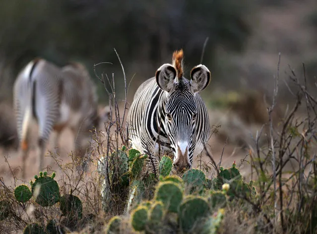 A Grevy' s zebra, a threatened species, grazes at dawn on January 25, 2017 in the Loisaba wildlife conservancy in northern Laikpia where wildlife is losing ground to cattle herds from the indigenous communities where livestock numbers have increased by 76 percent while wildlife as fallen to 68 percent The broad plains of Mugie, a huge estate on a high plateau northwest of Mount Kenya, are crisscrossed with cattle trails and the wildlife is mostly gone. The knee- high grass remains, but not for long, reckons manager Josh Perrett, as tensions between semi- nomadic pastoralists and settled landowners take a destructive, sometimes violent turn. (Photo by Tony Karumba/AFP Photo)