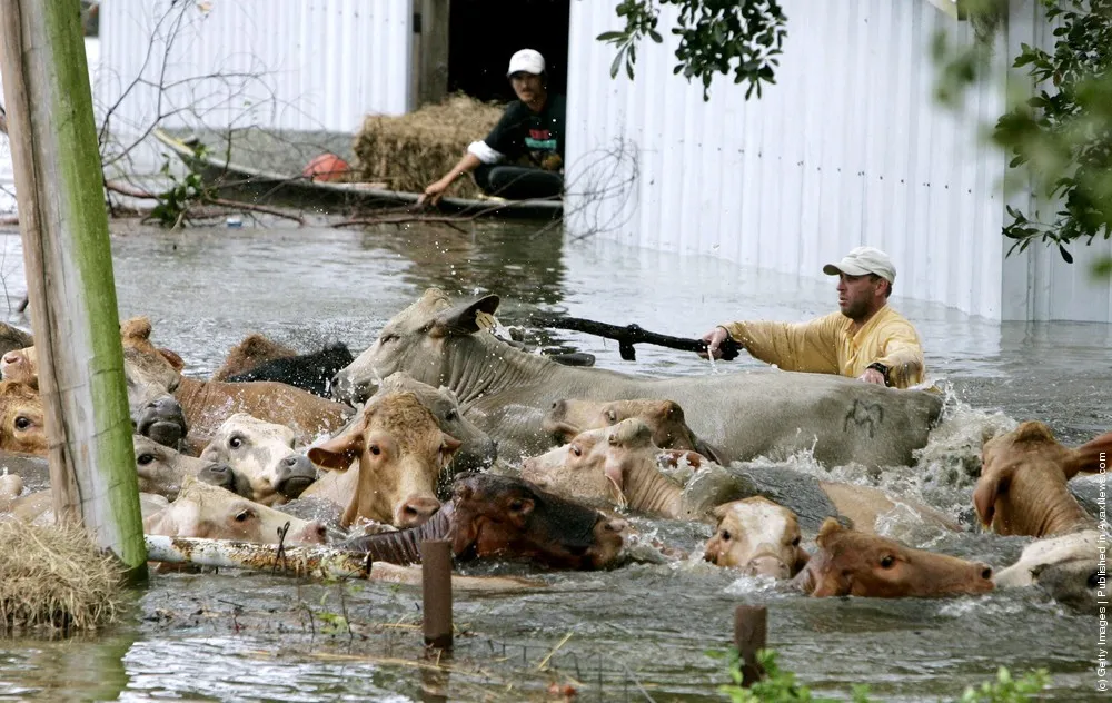 Don't Forget About The Animals During Flooding!