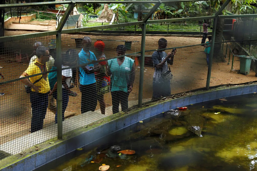 Crocodiles Bred at Abidjan's Zoo