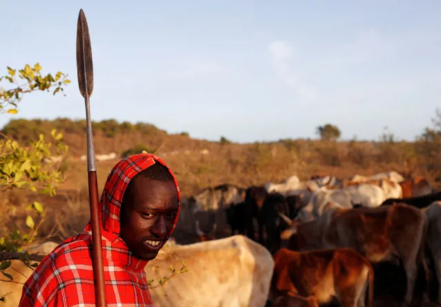 A Samburu tribesman and cattle herder stands before he walks with cows through a fence destroyed by other Samburu tribesmen outside Mugui conservancy, Kenya February 11, 2017. (Photo by Goran Tomasevic/Reuters)