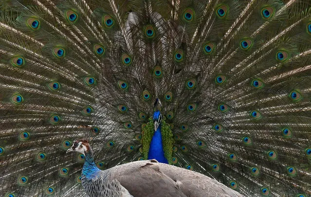 A peacock displays his plumage towards a peahen in a traditional courtship ritual at a park in London, Britain, May 10, 2019. (Photo by Toby Melville/Reuters)