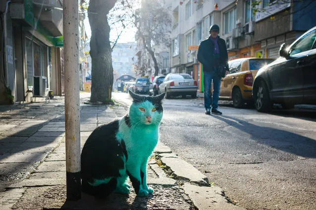 A green can has been spotted at the streets of Black sea town of Varna, Bulgaria on November 19, 2021. The can became emerald green because sleeps near a green paint in a building under construction. Four years ago another cat in the city became World news with the same color at the same place. Local veterinary Zdravko Zdravkov did check the health of the cat when is possible and it is normal he said. (Photo by Rex Features/Shutterstock)