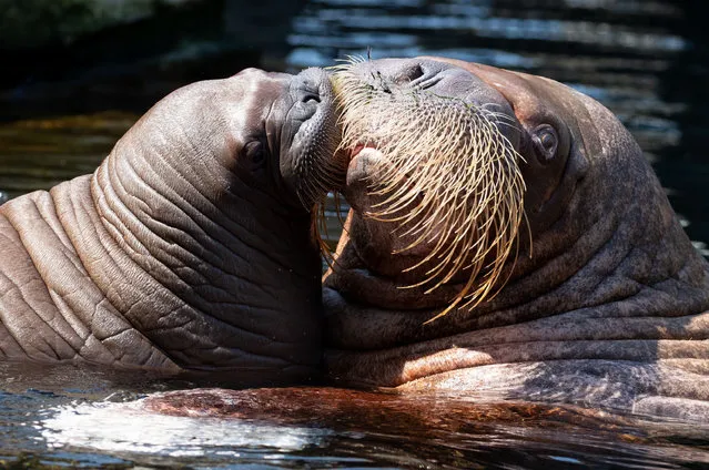 The female walrus Polosa and her young offspring swim in a pool in the Arctic Ocean in Hagenbeck Zoo in Hamburg on May 23, 2019. The 23-year-old walrus lady gave birth to the little walrus bull on 5 May and was on her way with her boy for the first time on Thursday in the water basin of the Arctic Sea facility. (Photo by Christian Charisius/dpa)