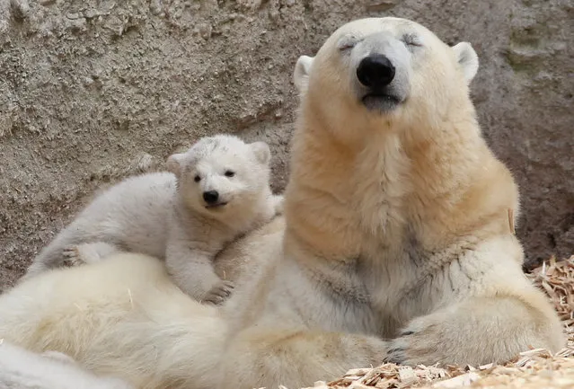 One of the 14 week-old twin polar bear babies rests with her mother Giovanna during their first presentation to the media in Hellabrunn zoo on March 19, 2014 in Munich, Germany. (Photo by Alexandra Beier/Getty Images)