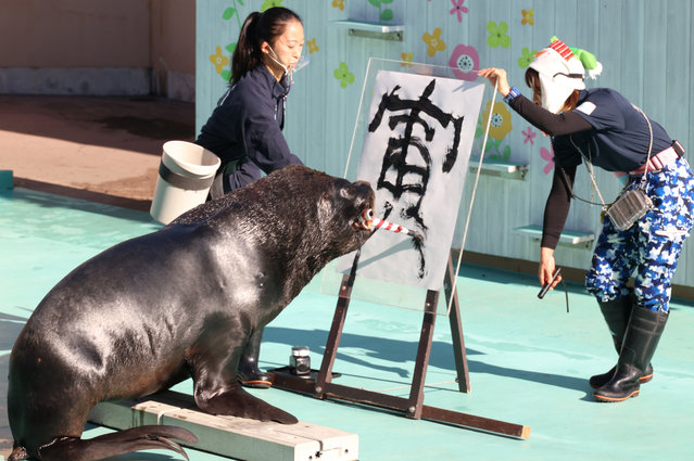 A male sea lion Leo writes the word of tiger in Chinese character at a New Year's attraction to celebrate the Year of the Tiger at the Hakkeijima Sea Paradise aquarium in Yokohama, suburban Tokyo on Monday, January 3, 2022. The calligraphy attraction by the sea lion will be carried through January 31. (Photo by Yoshio Tsunoda/AFLO/Rex Features/Shutterstock)