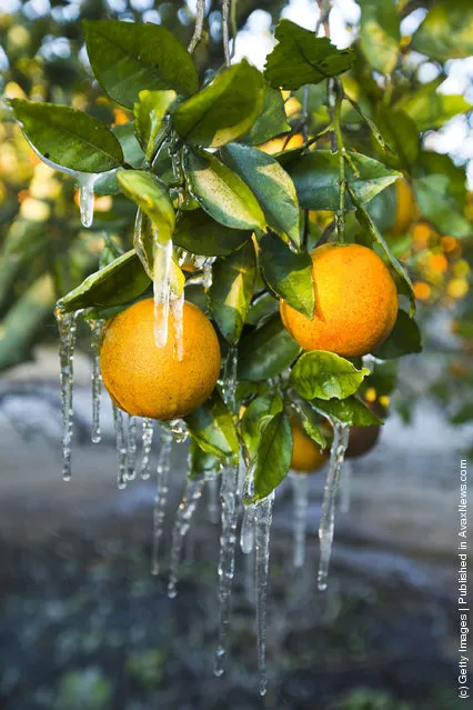 Ice And Oranges