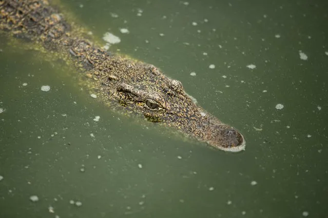 A Cuban crocodile (Crocodylus rhombifer) is seen in a hatchery at Zapata Swamp National Park, June 4, 2015. Ten baby crocodiles have been delivered to a Cuban hatchery in hopes of strengthening the species and extending the bloodlines of a pair of Cuban crocodiles that former President Fidel Castro had given to a Soviet cosmonaut as a gift in the 1970s. Picture taken June 4, 2015. REUTERS/Alexandre Meneghini 

