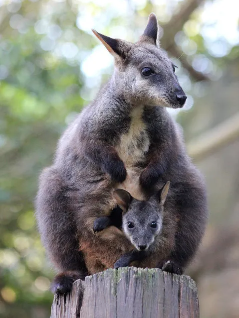 An undated handout picture made available by Australia's Taronga Zoo on 16 April 2016 shows brush-tailed rock-wallaby Mica and her new joey at Taronga Zoo in Sydney, Australia. The zoo keepers celebrated the unexpected birth of the endangered brush-tailed rock-wallaby joey. (Photo by EPA/Taronga Zoo)