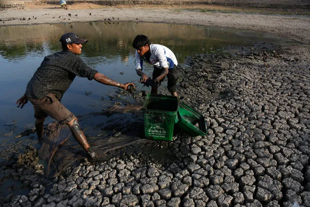 Indian men remove dead fish and try to rescue the surviving ones from the Vastrapur Lake that got dried up due to hot weather in Ahmadabad, India, Sunday, April 24, 2016. India is grappling with severe water shortages and drought affecting more than 300 million people, a quarter of the country's population. Thousands of distressed farmers have committed suicide, tens of thousands of farm animals have died, and crops have perished, with rivers, lakes and ponds drying up and groundwater tables sinking. (Photo by Ajit Solanki/AP Photo)