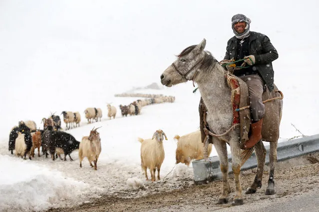 A man rides a donkey as he leads the way to a sheep flock as the snow falls in Gurpinar District of Van, Turkey on March 20, 2017. (Photo by Ozkan Bilgin/Anadolu Agency/Getty Images)