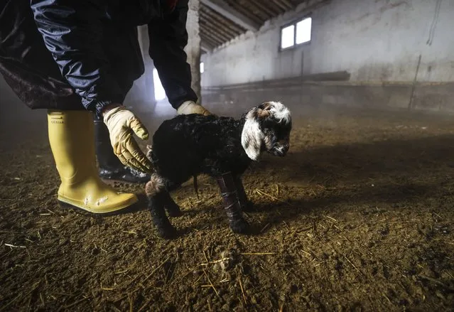 A lamb born with crooked front legs tries to walk with help of stock breeder at a barn during cold weather in Dara village of Yuksekova district of Hakkari, Turkiye on January 18, 2022. Newborn lamb clings to life with the help of cardboard which is tied to its feet by stock breeder. Stock breeders work hard to protect the lambs from cold and disease, have developed a method to prevent the newborn lamb from dying when they see newborn lamb's feet are crooked. The cardboard wrapped around the feet of the lamb. (Photo by Esra Hacioglu/Anadolu Agency via Getty Images)