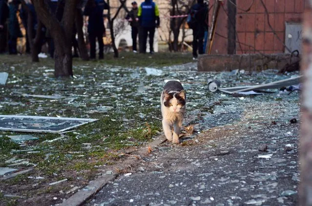 A cat steps down glass shards as a residential area in Sviatoshynskyi district sustains damage from the shelling of Russian troops, Kyiv, capital of Ukraine on March 20, 2022. (Photo by Oleksandra Butova/Ukrinform/Future Publishing via Getty Images)