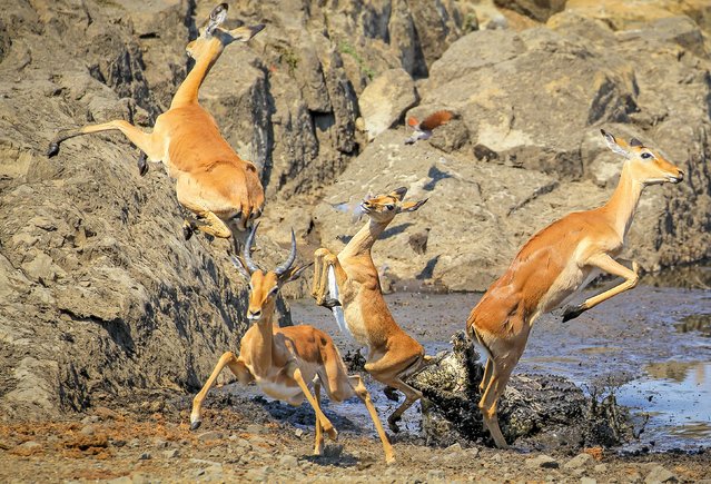 Crocodiles startle a herd of impalas in the Sweni River, which runs through Kruger National Park, South Africa in the second decade of July 2024. (Photo by John Mullineux/Solent News)