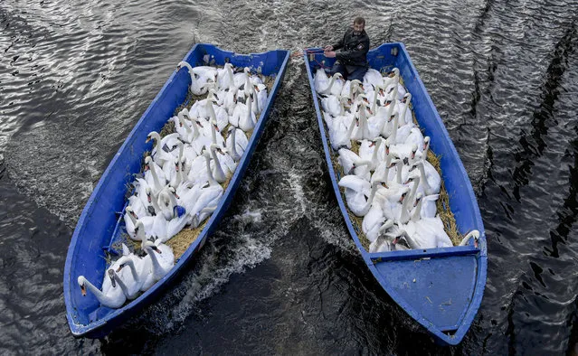 Hamburg's swan carer Olaf Niess brings swans in a boat from the city center's lake to their winter home in Hamburg, northern Germany, Tuesday, November 19, 2019. (Photo by Axel Heimken/dpa via AP Photo)