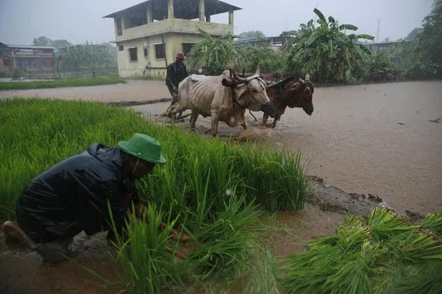 An Indian farmer uses a pair of bulls to plough a paddy field as another prepares rice saplings for replanting during monsoon rains on the outskirts of Mumbai, Maharashtra state, India, Tuesday, July 21, 2015. Monsoon rains are crucial for Indian agriculture, because nearly 60 percent of its farmland is rainfed. (Photo by Rafiq Maqbool/AP Photo)