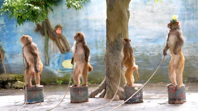 Monkeys practice standing under an order from their trainer, during a training session at a monkey performance venue in Zunyi, China on June 11, 2017. (Photo by Reuters/Stringer)